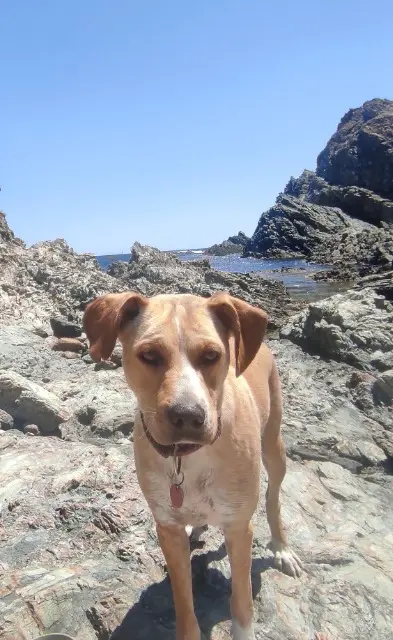 chien lost   66760 Porta Uchko