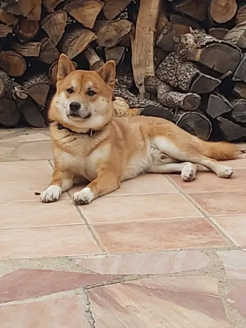 chien lost   66240 Saint-Estève Ulysse