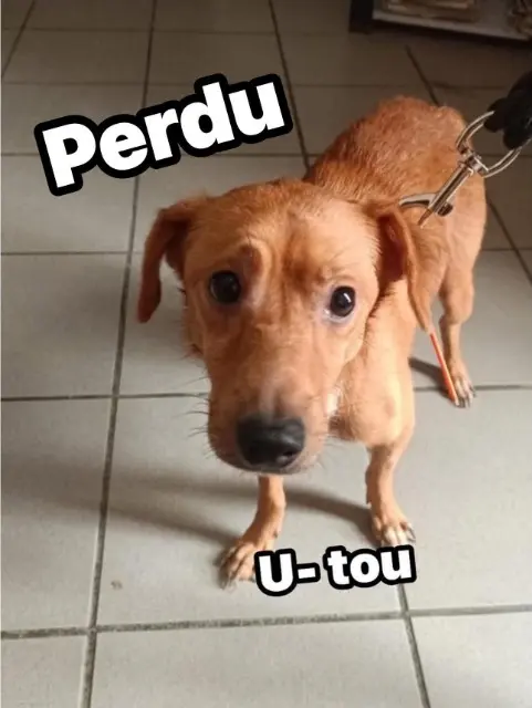 chien lost   66400 Reynès Utou