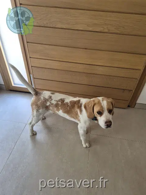 chien lost   66240 Saint-Estève Vao