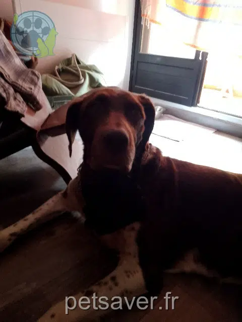 chien lost   66500 Prades Wolf