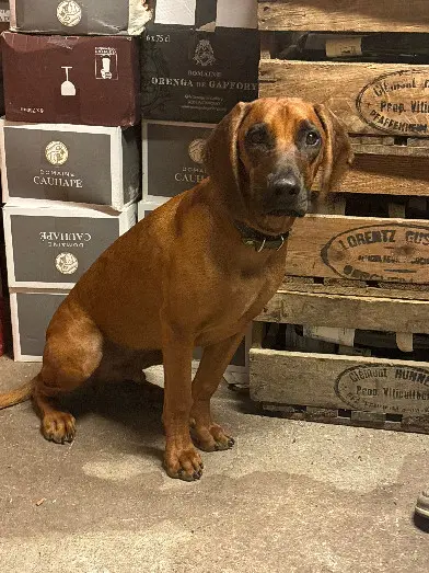 Chien Perdu 67 Bas-Rhin Chien Perdu 67 Bas-Rhin