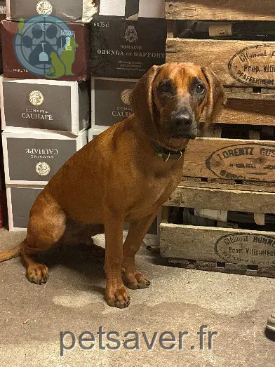Chien Perdu 67 Bas-Rhin Chien Perdu 67 Bas-Rhin