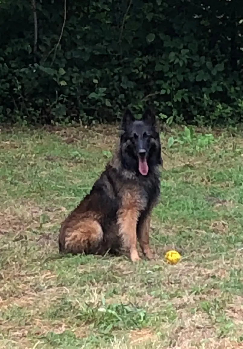Chien Perdu 67 Bas-Rhin - Argos Chien Perdu 67 Bas-Rhin - Argos