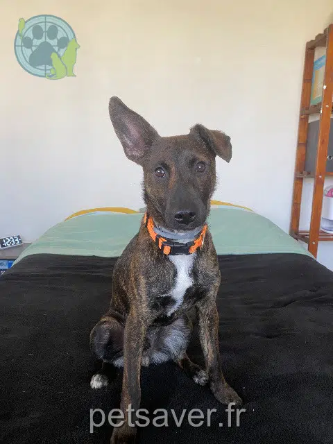 Hund lost   67250 Hoffen Basile