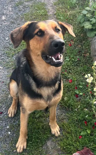 chien lost   67140 Gertwiller Daemon