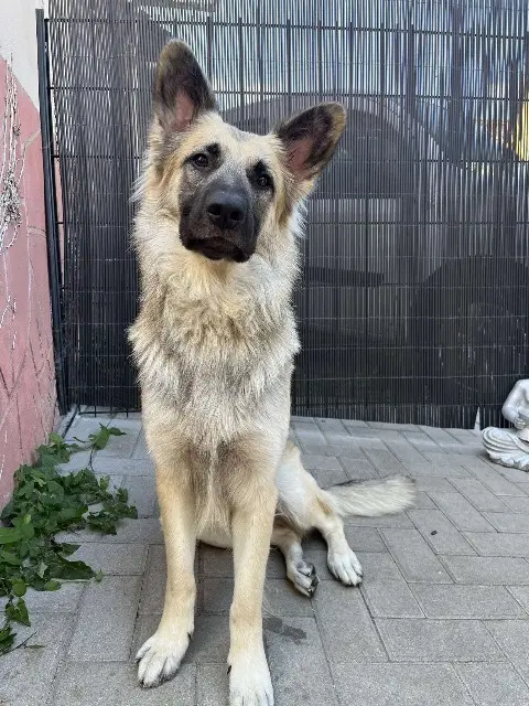chien lost   67290 La Petite-Pierre Falko