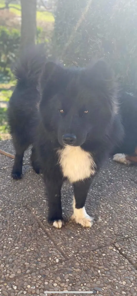 Chien Perdu 67 Bas-Rhin - Inouk Chien Perdu 67 Bas-Rhin - Inouk