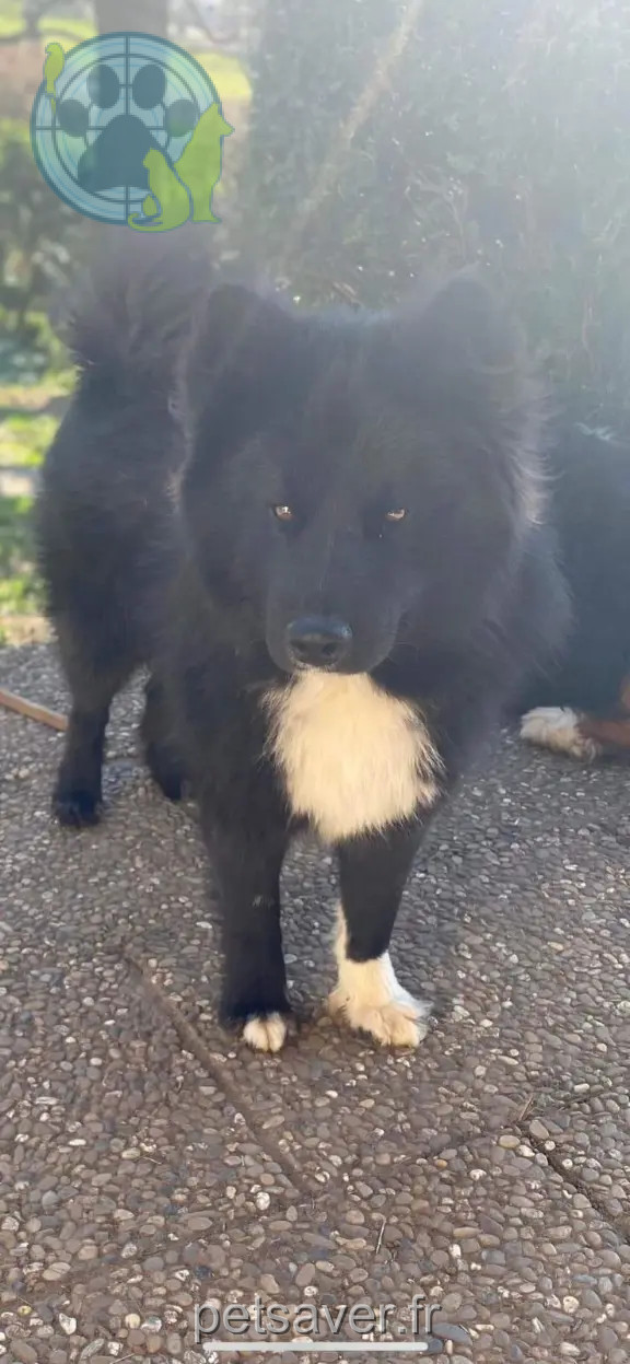 Chien Perdu 67 Bas-Rhin - Inouk Chien Perdu 67 Bas-Rhin - Inouk