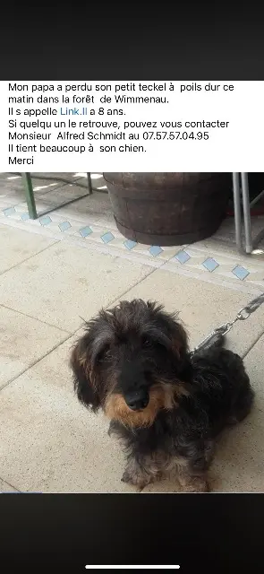 chien lost   67290 Wimmenau Link