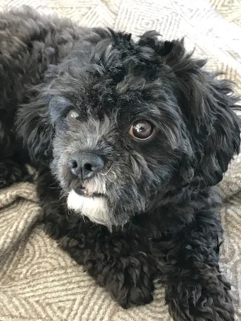 perro lost   67300 Schiltigheim Litchi