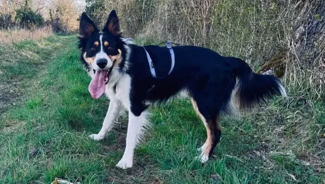 chien lost   67520 Marlenheim Loki
