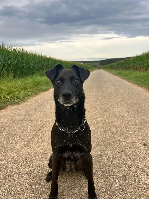 chien lost   67580 Mertzwiller Moka