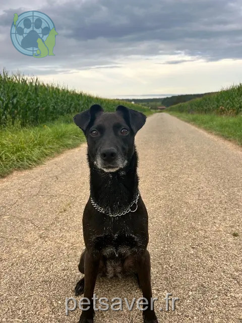 Hund vermisst 67580 Mertzwiller Moka Hund lost 67580 Mertzwiller Moka