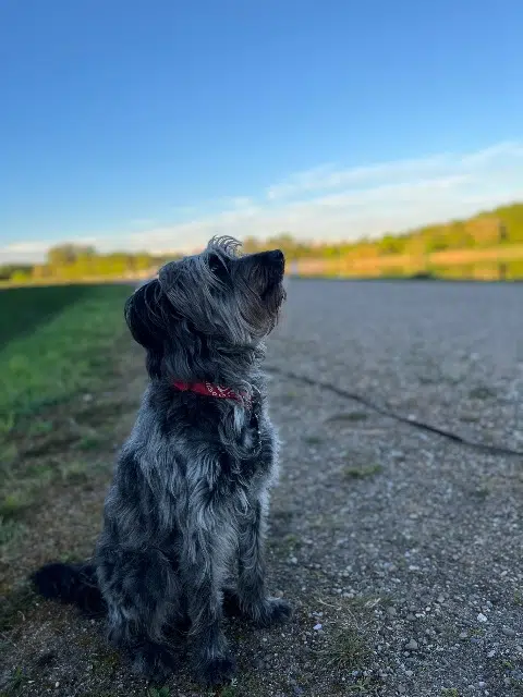 chien lost   67470 Seltz Mylo