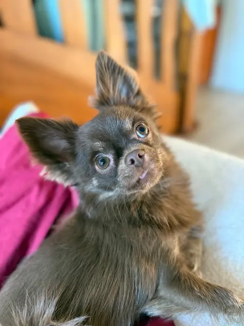 dog lost   67207 Niederhausbergen Nono