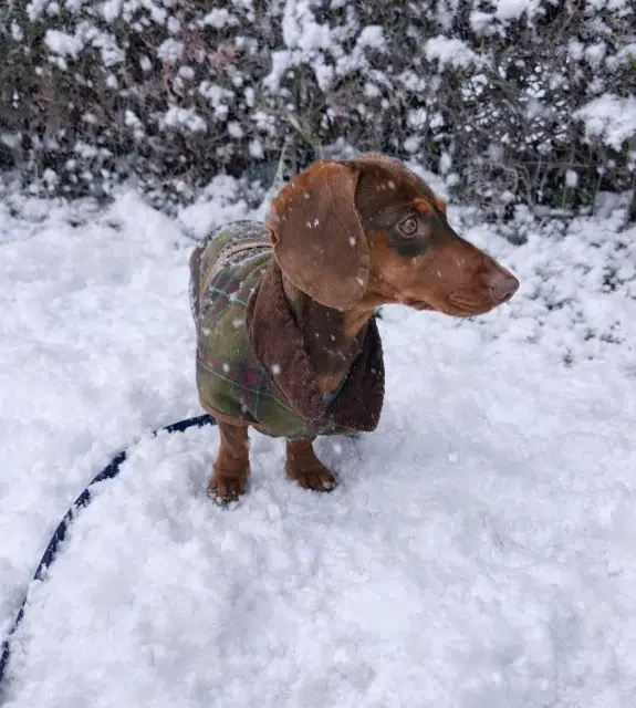 chien lost    Strasbourg Ary