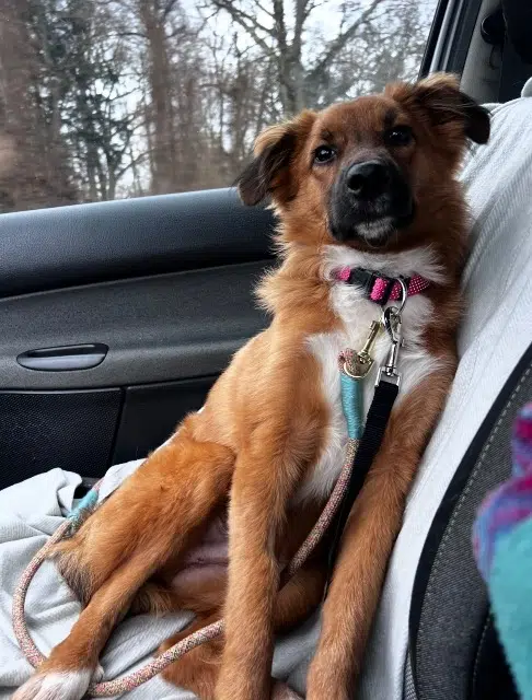 chien lost    Strasbourg Gaston