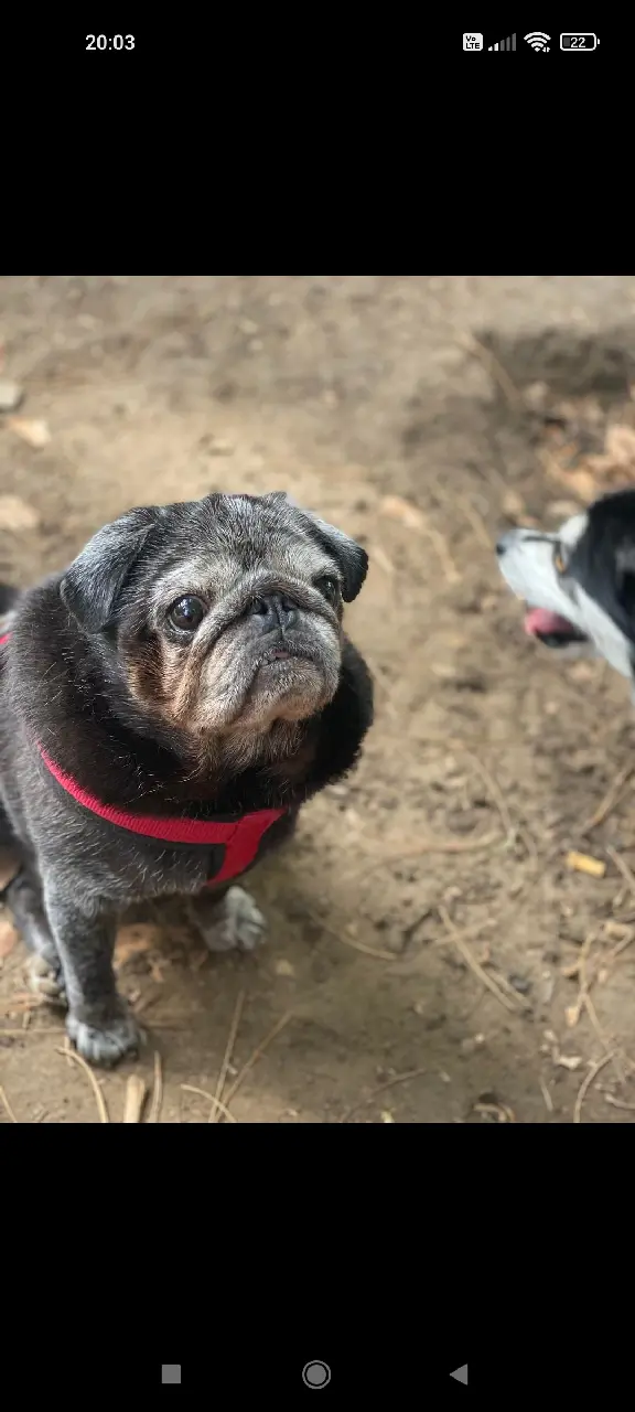 Chien Perdu 67 Bas-Rhin Strasbourg - Helio Chien Perdu 67 Bas-Rhin Strasbourg - Helio