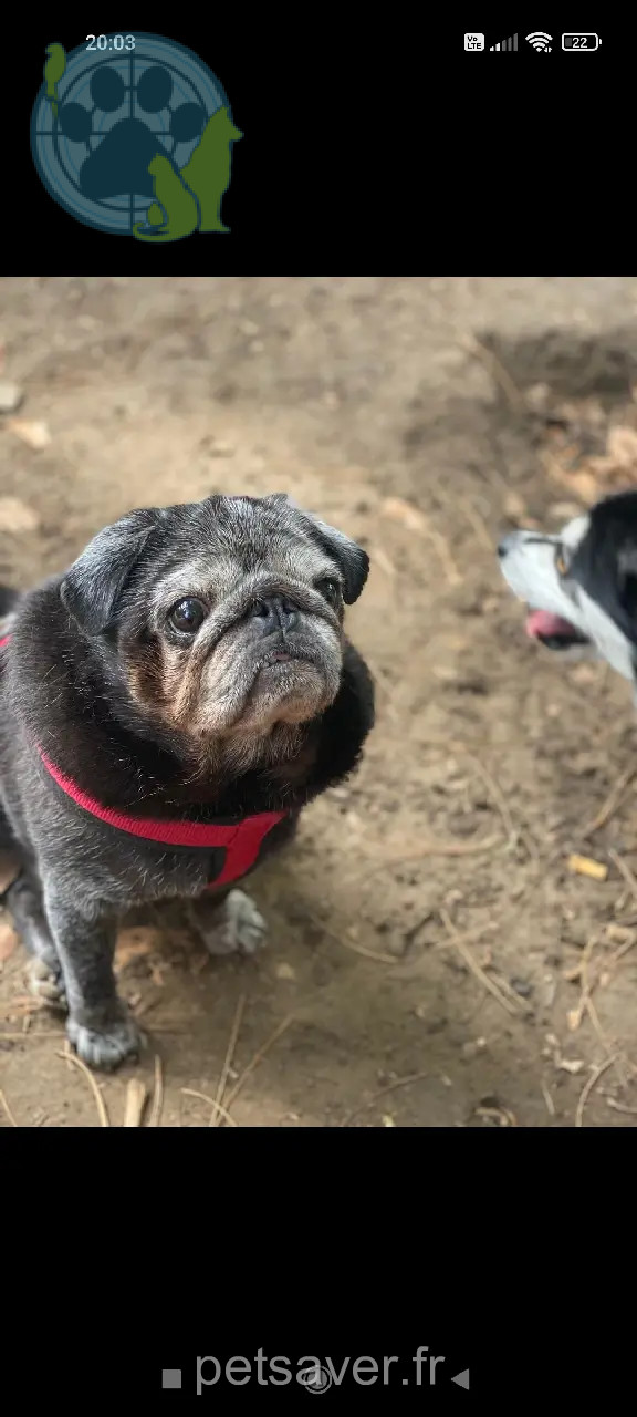 Chien Perdu 67 Bas-Rhin Strasbourg - Helio Chien Perdu 67 Bas-Rhin Strasbourg - Helio