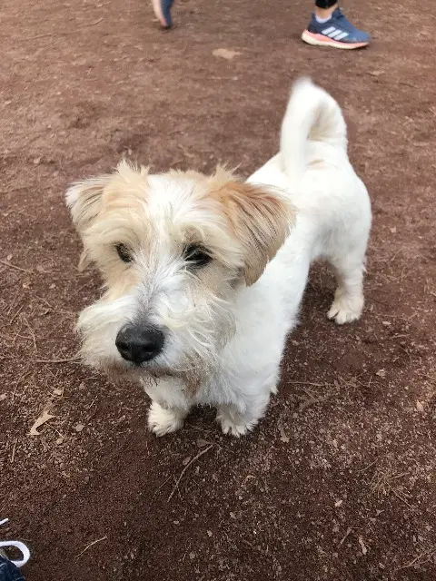 chien lost    Strasbourg Iliaque