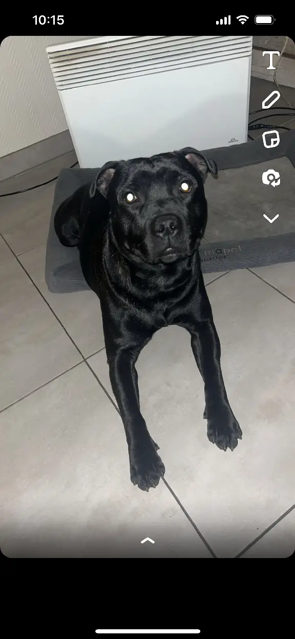Chien Perdu 67 Bas-Rhin Strasbourg - Tyson Chien Perdu 67 Bas-Rhin Strasbourg - Tyson