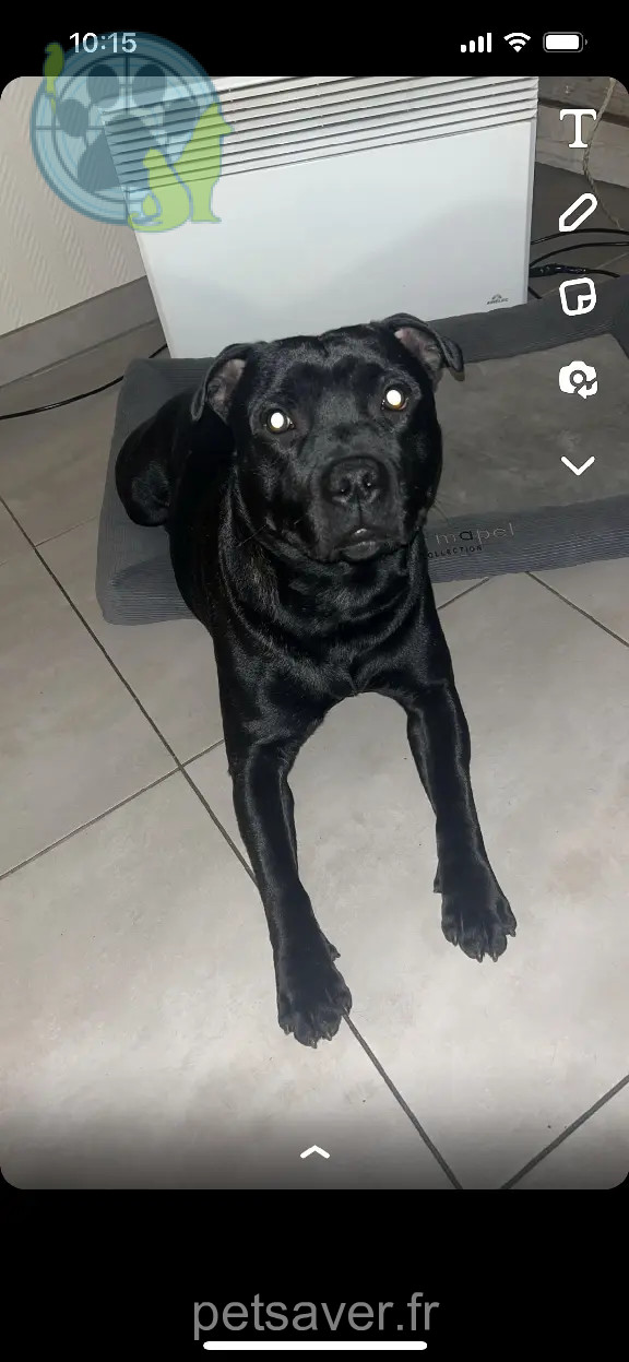 Chien Perdu 67 Bas-Rhin Strasbourg - Tyson Chien Perdu 67 Bas-Rhin Strasbourg - Tyson