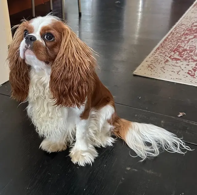 hond vermist Strasbourg Vivaldi hond lost Strasbourg Vivaldi