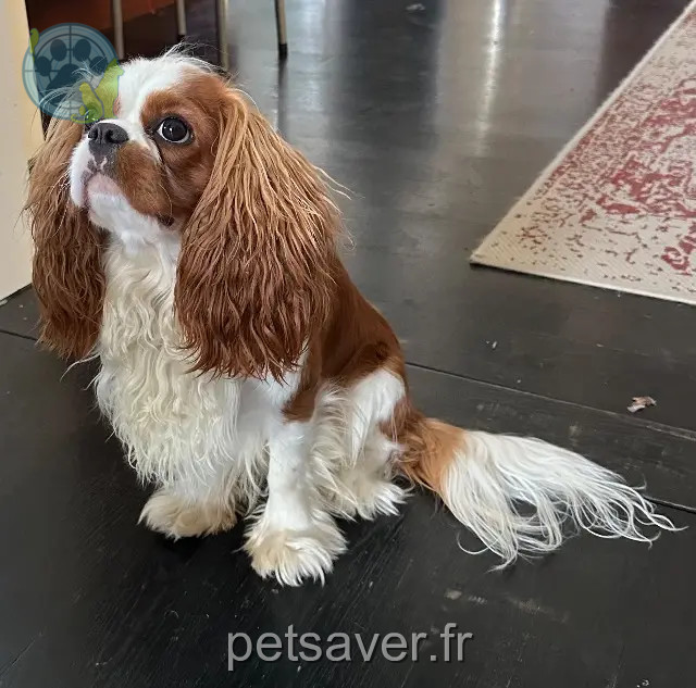 perro perdido Strasbourg Vivaldi perro lost Strasbourg Vivaldi