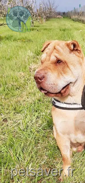 Hund lost   67310 Dahlenheim Tanos