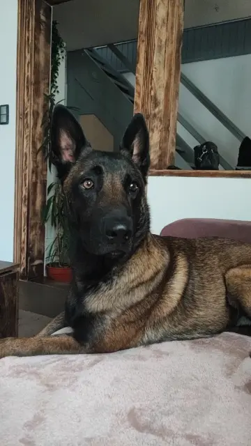 chien lost   67140 Stotzheim Uka