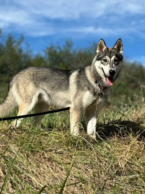 chien lost   67460 Souffelweyersheim Uryk