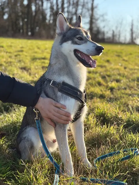Hund vermisst 67460 Souffelweyersheim Uryk Hund lost 67460 Souffelweyersheim Uryk