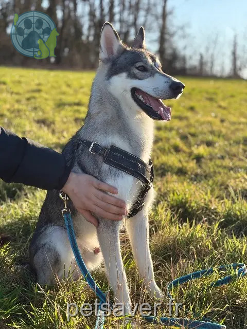 hond vermist 67460 Souffelweyersheim Uryk hond lost 67460 Souffelweyersheim Uryk