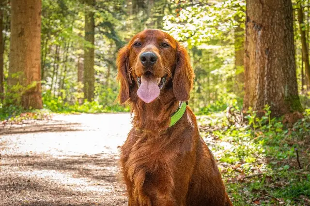 chien lost   67340 Reipertswiller Vasko