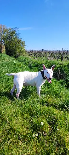 chien lost   68340 Zellenberg Galak
