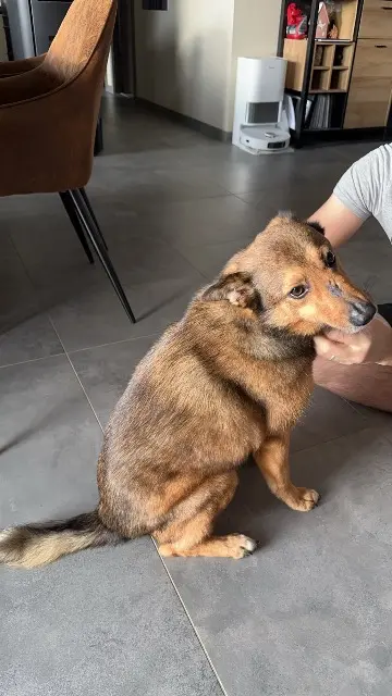 chien lost   68600 Heiteren Gohan