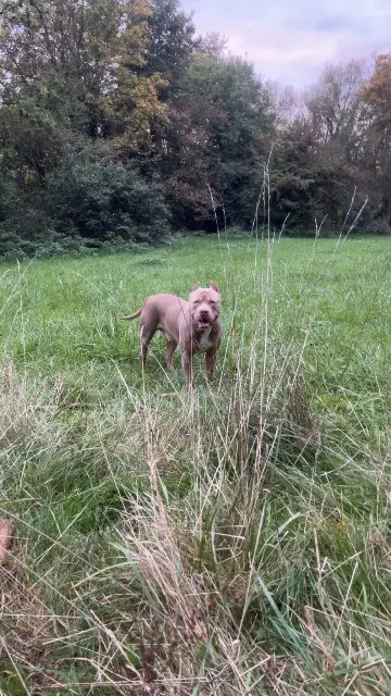 chien lost   68290 Wegscheid Lewis