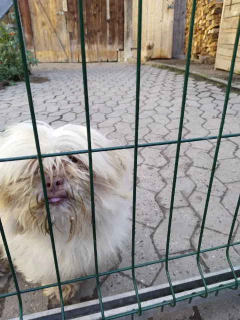 chien lost   68740 Rumersheim-le-Haut Loulou