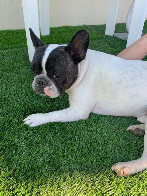 chien lost   68210 Hecken Lucky