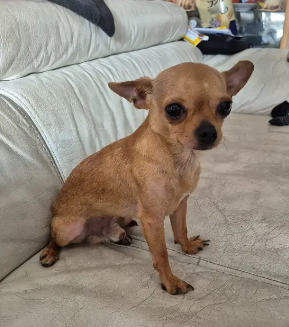chien lost    Mulhouse Coca