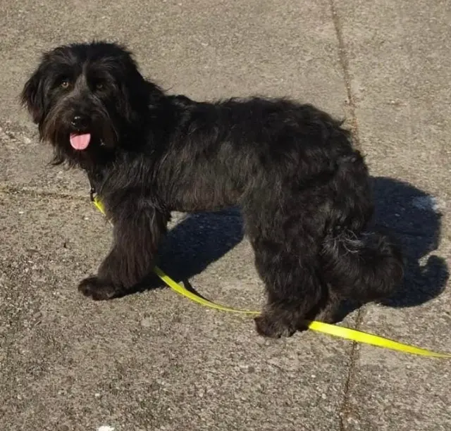 chien lost    Mulhouse Jimmy