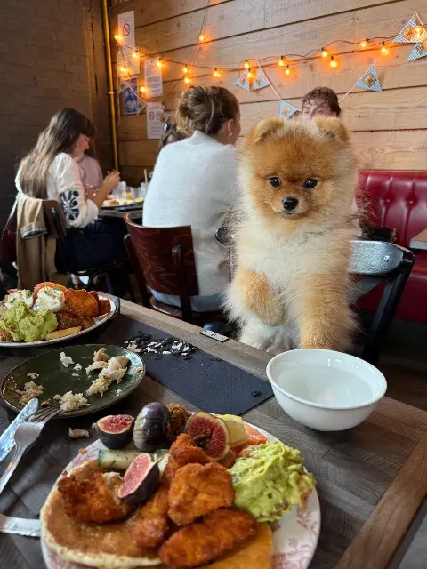 chien lost    Mulhouse Pomeranien