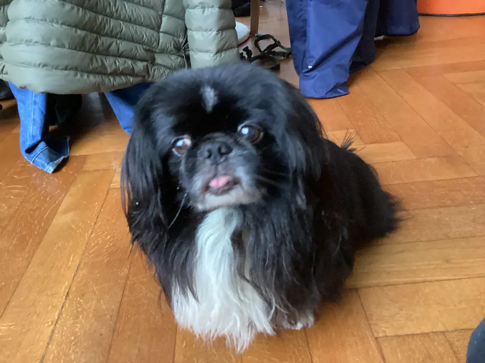 Chien Perdu 68 Haut-Rhin Mulhouse Chien Perdu 68 Haut-Rhin Mulhouse