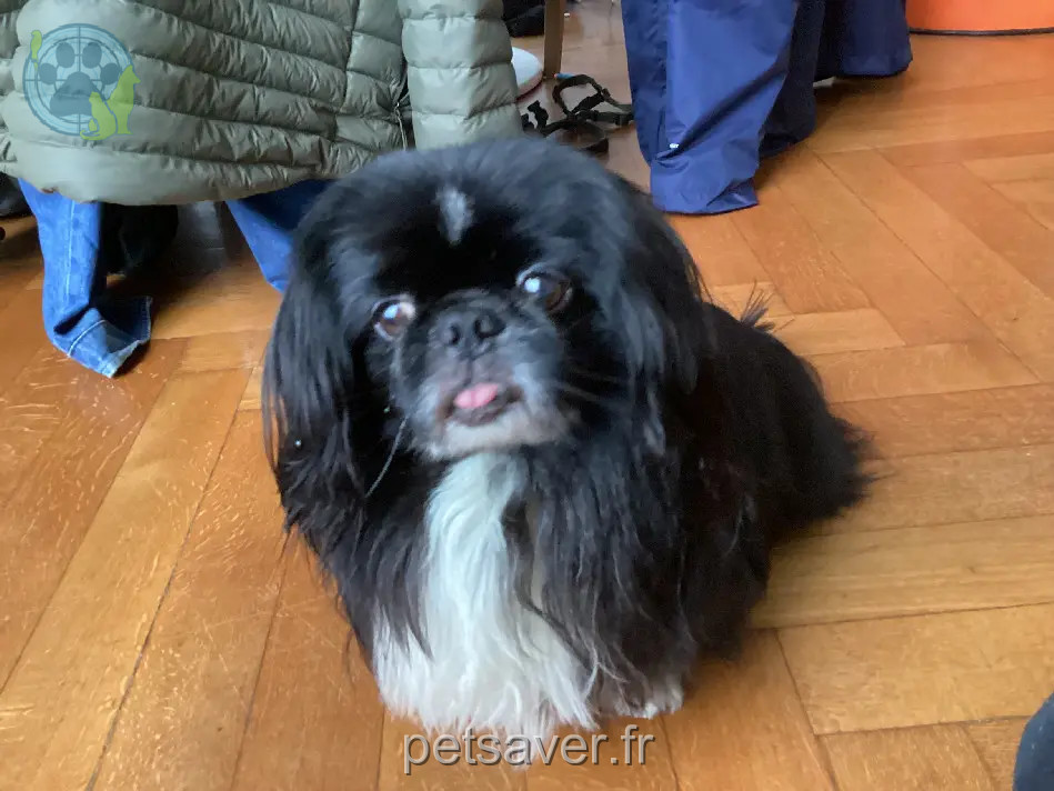 Chien Perdu 68 Haut-Rhin Mulhouse Chien Perdu 68 Haut-Rhin Mulhouse