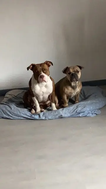 chien lost   68420 Herrlisheim-près-Colmar Nalaetdonald