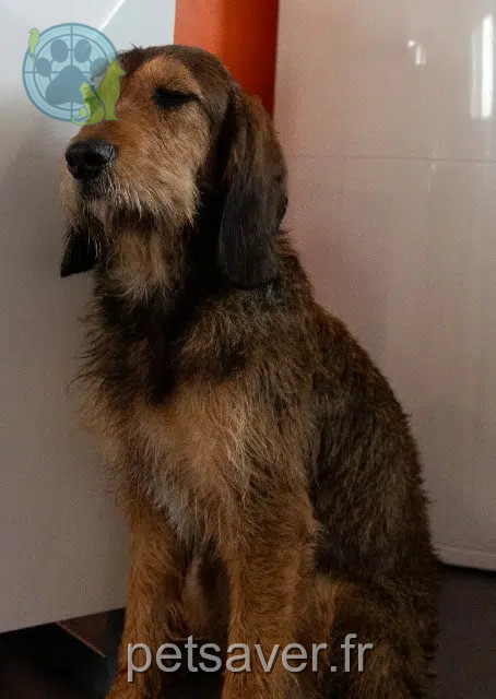 chien lost   68890 Réguisheim Robin