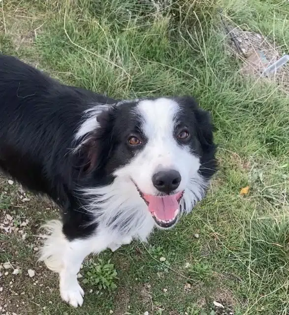 chien lost   68140 Munster Sako