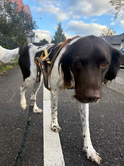 chien lost   68140 Munster Sam