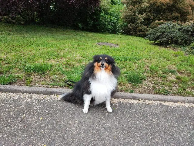 chien lost   68128 Village-Neuf Sidjy